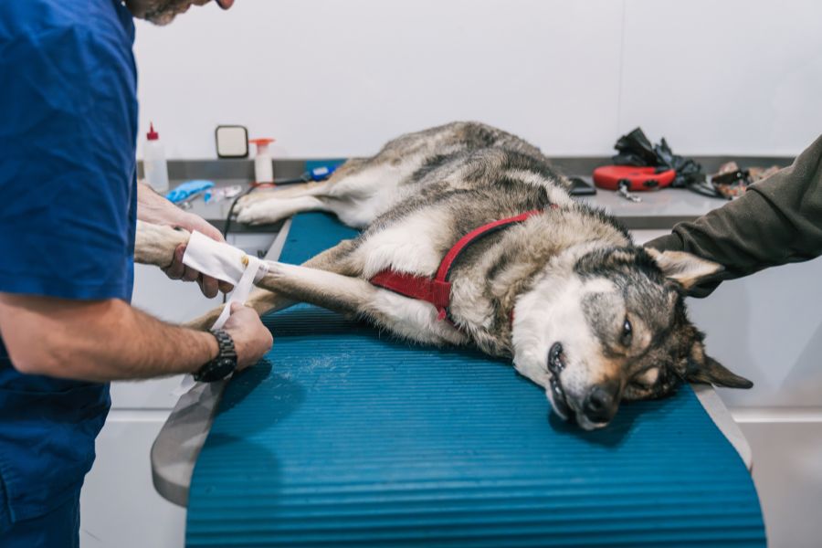 Signs of Knee Injuries in Dogs