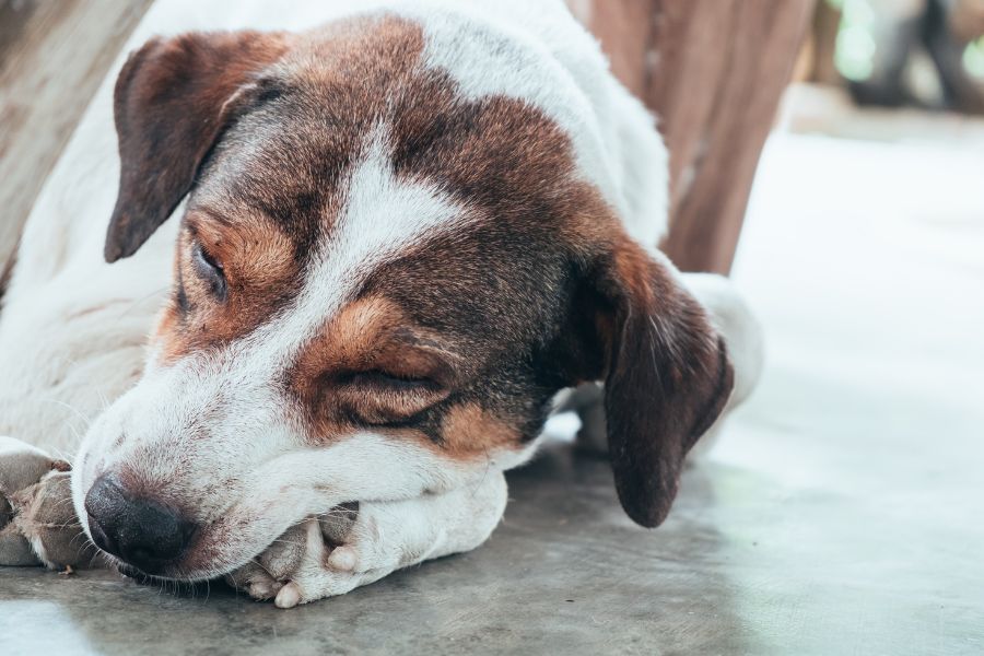 Colitis in Dogs
