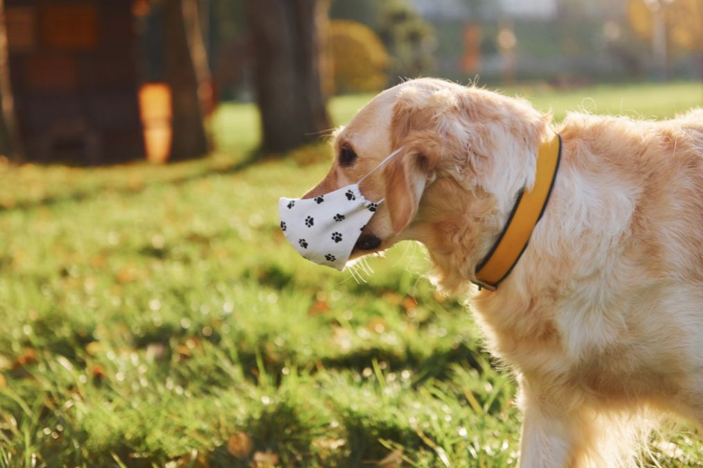 Pet Allergy Symptoms
