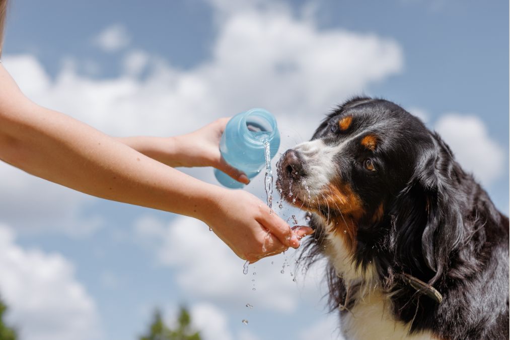 Summer Pet Safety Tips