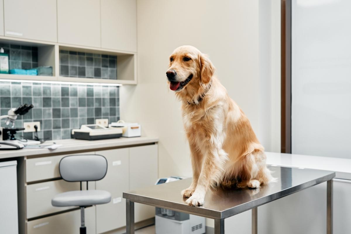 Benefits of Having a Trusted Local Animal Hospital for Your Pet