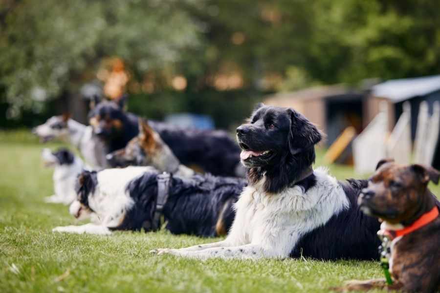 Most Loyal Companion Dog Breeds That Love Being by Your Side
