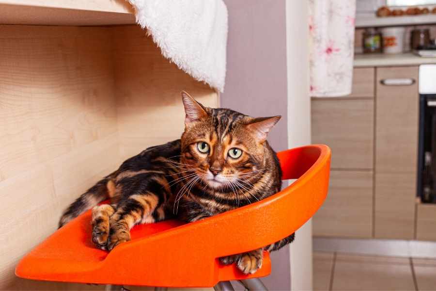 My Cat Is Circling or Walking in Odd Patterns: Should I Worry?