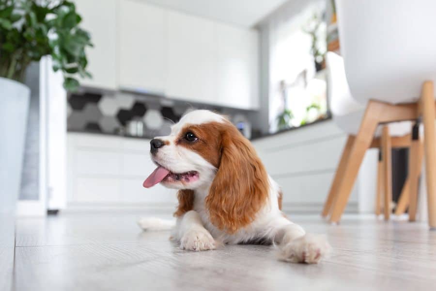 Senior Pets and Hidden Health Issues: What Owners Often Miss